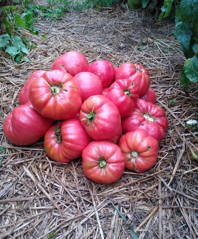 Heirloom Tomato Seeds  Landis Valley Associates